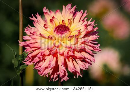 Detailed Close Up Of A  Pink And Yellow 