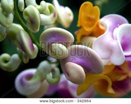 Schnecke Blume