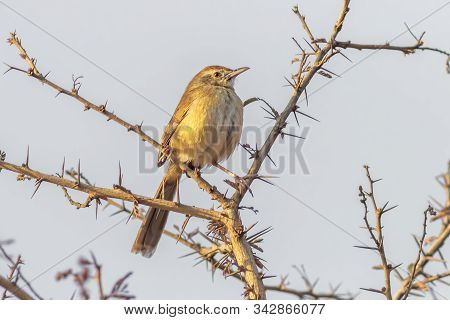 Warbler Bird Perched On A Thorny Branch