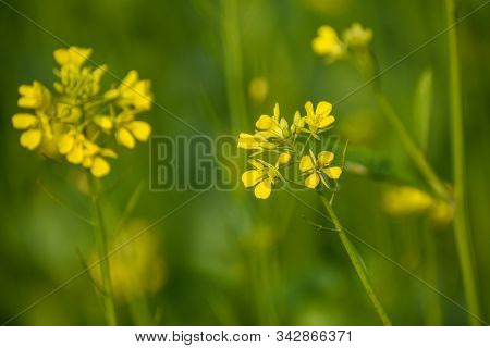 A Beautiful Mustard Flowers in field Awesome background