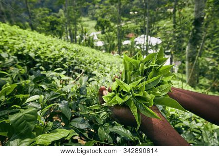 Worker On Tea Planation. Woman Showing Tea Leaves In Palm, Sri Lanka