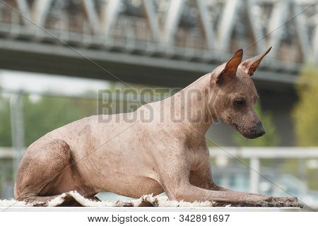 Dog Of Breed Peruvian Hairless Dog (peruvian Inca Orchid, Hairless Inca Dog, Virigo, Calato, Mexican