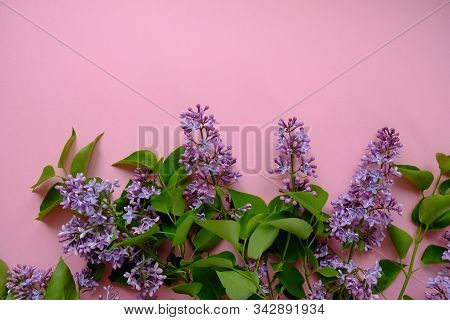 Lilac. Colorful Purple Lilacs Blossoms With Green Leaves.