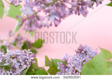 Lilac. Colorful Purple Lilacs Blossoms With Green Leaves.