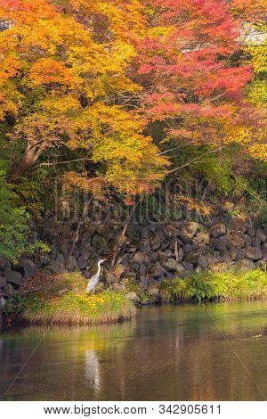 Close Up Of A Wild White Long Beak Bird With Wings Near Waterfall With Red Maple Leaves Or Fall Foli