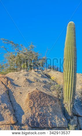 Saguaro Cactus (carnegiea Gigantea) At The Tonto National Forest In The Sonoran Desert. Maricopa Cou