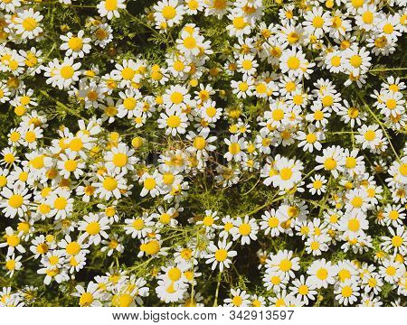Chamomile Flowers. Pharmaceutical Camomile. Medicinal Plant Chamomile, Lowering