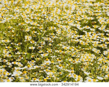 Chamomile Flowers. Pharmaceutical Camomile. Medicinal Plant Chamomile, Lowering