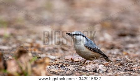 Eurasian Nuthatch In Autumn