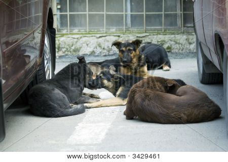 Jauría de perros callejeros.