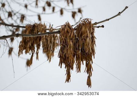 Ash Seeds In Winter On Bare Branches Against A White Sky