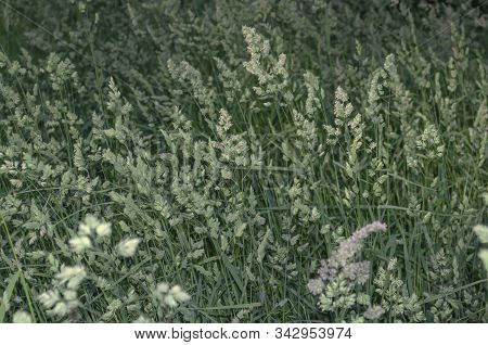 Field Hedgehogs National Team Large Pln. Selective Focus. Dactylis Glomerata