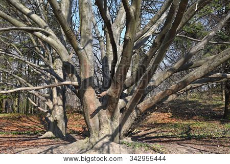 Old Beautiful Tree. Nature Background Close-up. Details.
