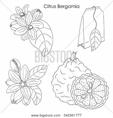 Herbs, Spices And Seasonings Collection. Vector Hand Drawn Illustration Of Citrus Bergamia, Flowers 