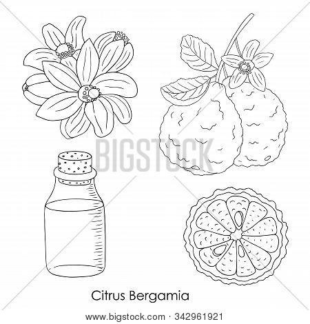 Herbs, Spices And Seasonings Collection. Vector Hand Drawn Illustration Of Citrus Bergamia, Flowers 