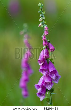 Gemeinsame Fingerhut (lat. Digitalis Purpurea)