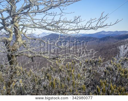 Winter Tree Blue Ridge Image & Photo (Free Trial) | Bigstock