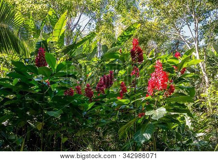 Alpinia Purpurata Flower, Or Red Ginger, Close View In Tropical Garden In Puerto Vallarta, Jalisco, 