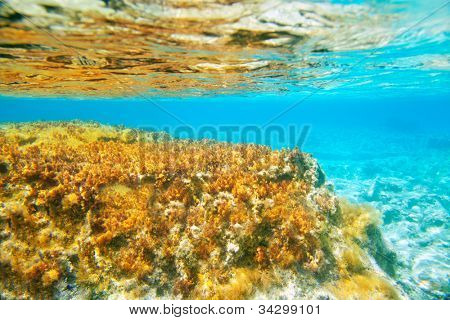 Ibiza Formentera onderwater anemone zeegezicht in gouden en turkoois