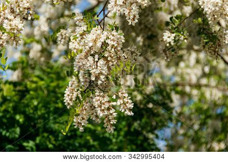 White Acacia Flower Closeup (robinia Pseudoacacia). Acacia Tree Bloom