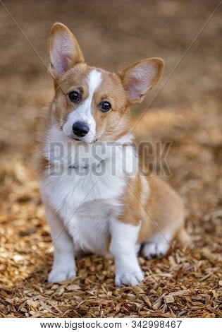 Pembroke Welsh Corgi Female Puppy. Off-leash Dog Park In Northern California.