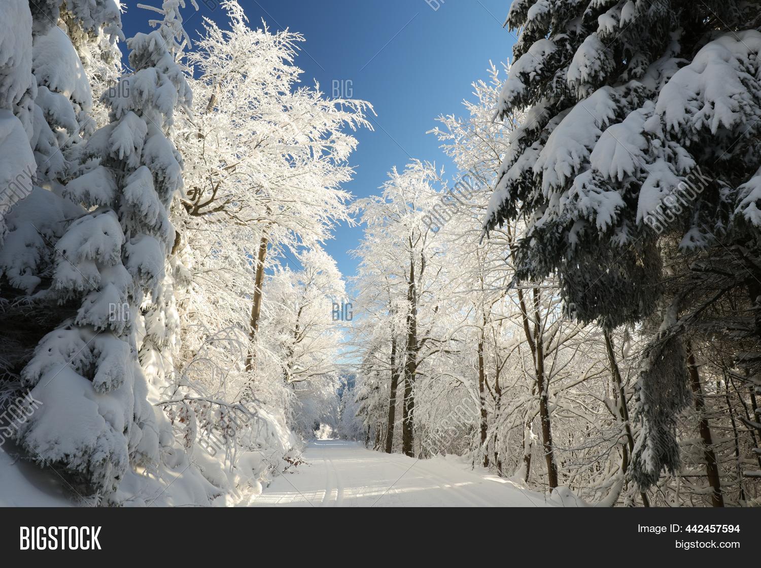 Winter Woods Forest Image & Photo (Free Trial) | Bigstock