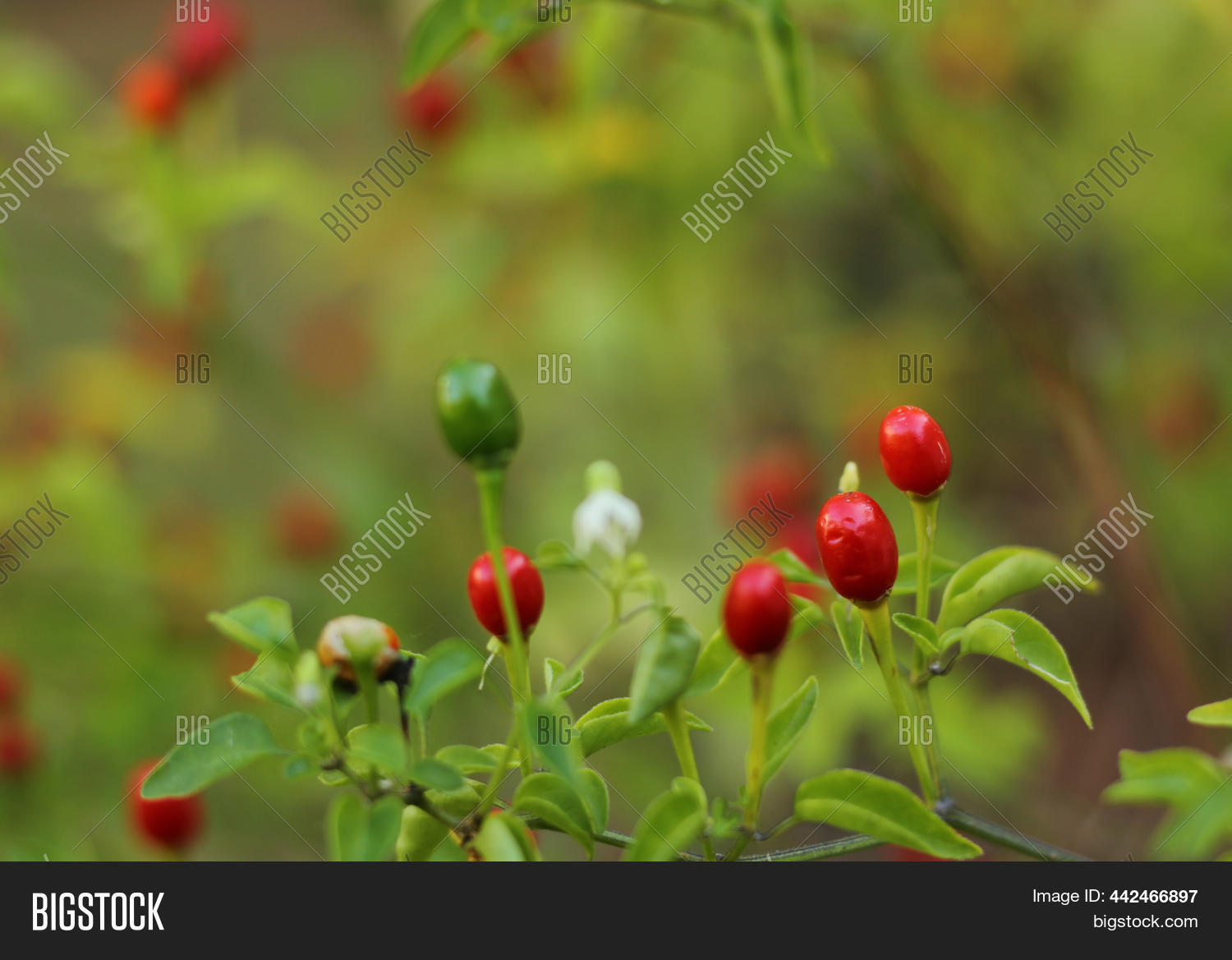 Native Pepper Texas Image & Photo (Free Trial) | Bigstock