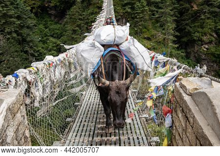 Domestic Cow Carrying Large Loads While Crossing Tenzing-hillary Suspension Bridge On The Way To  Na