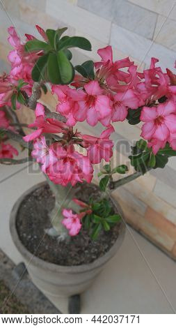 Adenium Obesum Plant