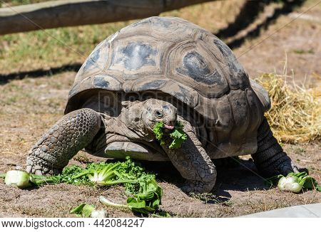 Aldabran Giant Tortoise (geochelone Gigantea) Eating Vegetables.
