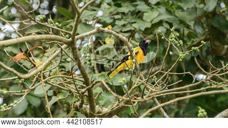 Black-hooded Oriole Perched On A Banyan Tree Branch To Eat Delicious Banyan Fruits.