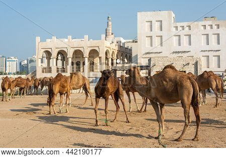 Pen Area In Doha, Qatar, Filled With Feeding Camels.