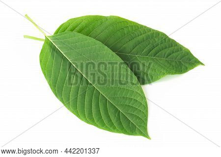 Green Mitragyna Speciosa Korth Leaves (kratom) Isolated On White Background, Health Care And Midical