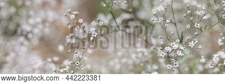Small White Flowers Of Gypsophila With Petals In Field. Wildflowers Concept