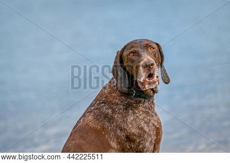 Detailed Headshot Of A German Short Haired Pointer, Gsp Dog Sitting On The Beach Of A Lake During A 