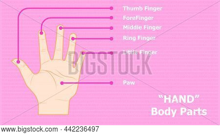 Anatomy Of Hand. Name Of Finger Or Toe And Other. Beautiful Color Background. Vector Illustration Ep