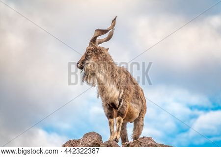 Markhor, Capra Falconeri, Wild Goat Native To Central Asia, Karakoram And The Himalayas Standing On 