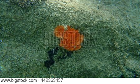 Bryozoa Or Moss Animal Schizomavella (schizomavella) Linearis Undersea, Aegean Sea, Greece, Halkidik