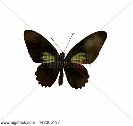 Beautiful Fragile Exotic Butterfly On White Background