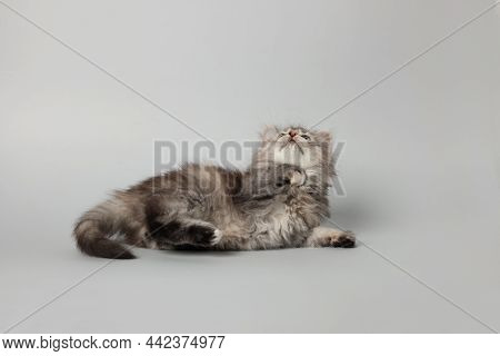 Cute Kitten On Light Grey Background. Space For Text