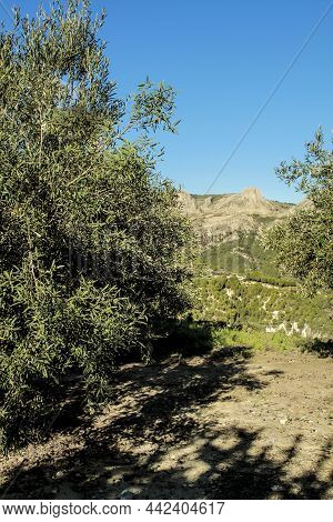 Colorful Olive Plantation On The Countryside In Benimantell Village, Alicante, Spain