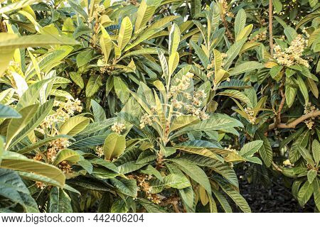 Medlar Plantation (mespilus Germanica) In Benimantell Village, Alicante, Spain