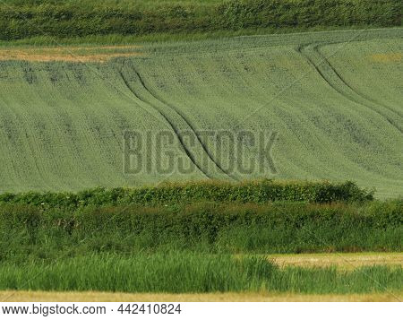 Green Cultivated Farmland In English Summer Landscape