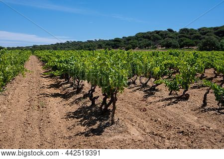 Winemaking In  Department Var In  Provence-alpes-cote D'azur Region Of Southeastern France, Vineyard