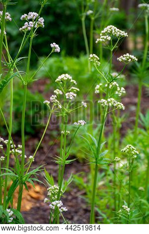 Botanical Collection, Blossom Of Valeriana Medicinal Flowering Plants In Family Caprifoliaceae
