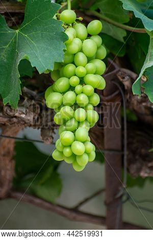 Bunch Of Green Unripe Table Grapes Hanging On Grape Plant In Vineyard