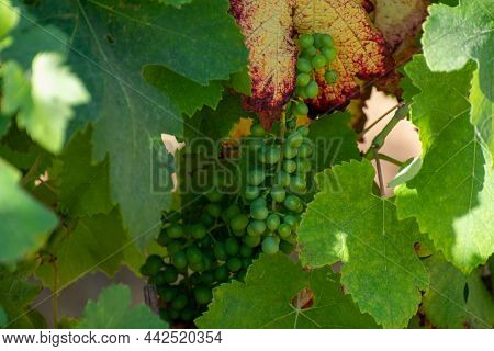 Winemaking In  Department Var In  Provence-alpes-cote D'azur Region Of Southeastern France, Vineyard