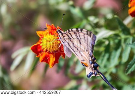 Beautiful Butterfly Scarce Swallowtail, Sail Swallowtail, Pear-tree Swallowtail, Podalirius. Butterfly sailboats family Papilionidae. Latin Iphiclides podaliriu. Butterfly collects nectar on flower