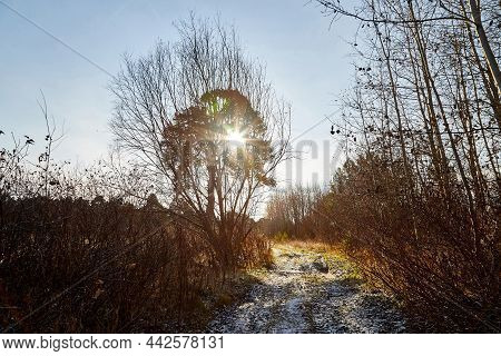 Pine And Spruce Forest With Green Tall Trees And The Sun Looking As Star Through The Branches In A S
