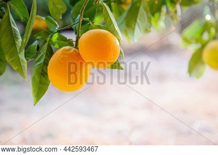 Two Orange Fruits Close Up Hanging On A Tree Bransh With Copy Space